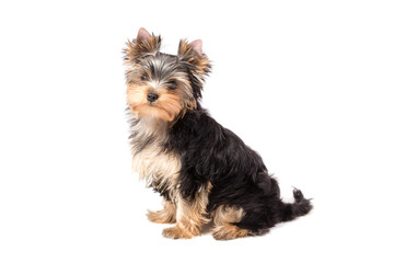 Adorable and cute puppy of yorkshire terrier . Isolated on white