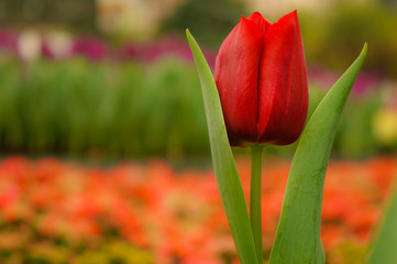 Red rose closeup