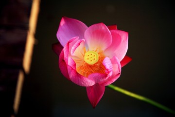 The image of beautiful nature in Asia