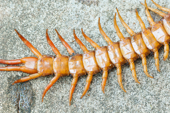 poison animal centipede