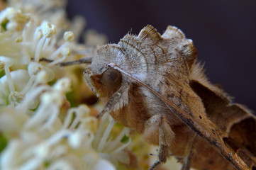 Angle Shades (Phlogophora meticulosa)