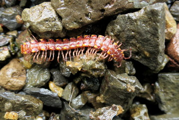 Red & Yellow Millipede - Kepolydesmus anderisus