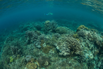 Naklejka na ściany i meble Pacific Coral Reef 12