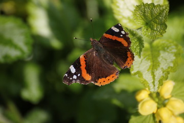 Red Admiral (Vanessa atalanta) sitting on nettles.