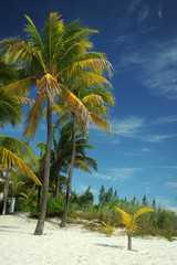 Fototapeta na wymiar Coconut palm trees at empty tropical beach of Bahamas