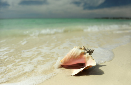 Pink conch seashell on tropical beach
