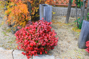 おたふくなんてん　