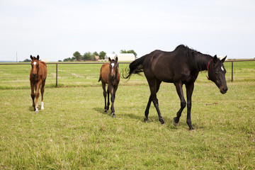 Obraz premium Color image of three horses grazing in green meadow