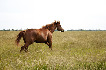 A brown  throughbred horse mare running field