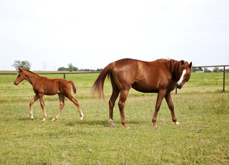 A horse mare and foal playing and grazing on green meadow