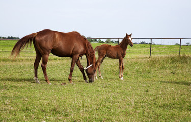 Fototapeta premium A horse mare and foal playing and grazing on green meadow
