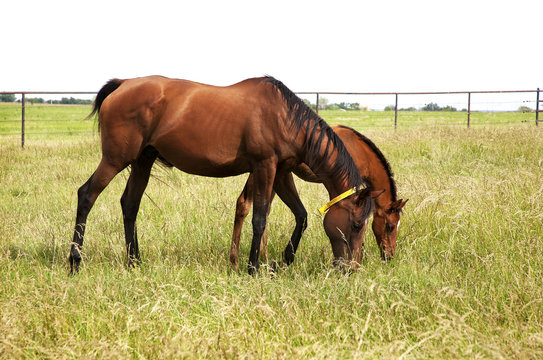 Two thoroughbred horses eating on a green meadow.