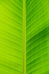 closeup of banana leaf texture, green and fresh, in a park