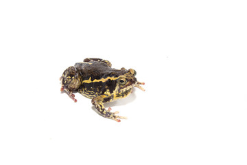 Fototapeta premium Animal Mating isolate on white