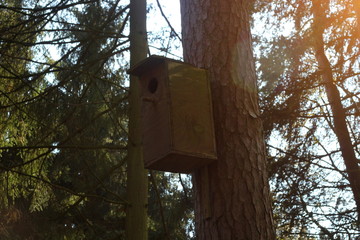 Birdhouse in a forest near Greifswald, Mecklenburg-Vorpommern, Germany