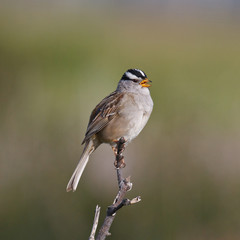 White-crowned Sparrow