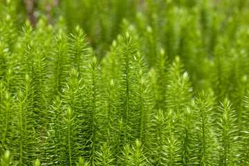 Green moss. - 65015474