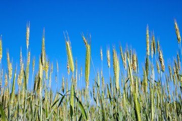 Green ears of wheat. - 65015490