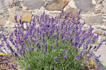 Lavender. - 65015498