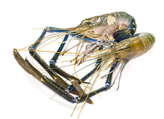 Giant Freshwater Prawn