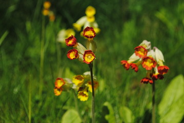 Echte Schlüsselblume Primula veris