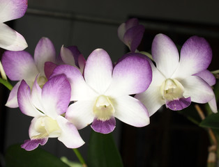 Orchid Flower