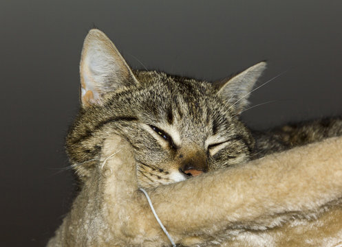 Tabby cat squiting its eye suspiciously
