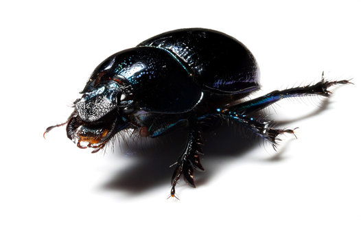 Forest dung beetle