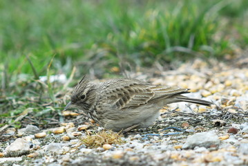 Haubenlerche (Galerida cristata)