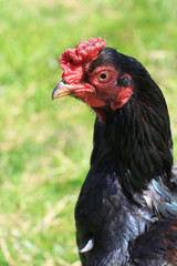 Black Chicken With Red Comb/Wattle
