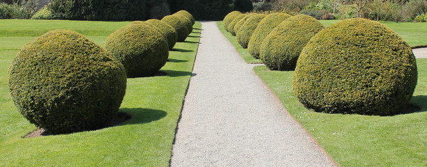 A Double Row of Ornamental Round Garden Hedges.