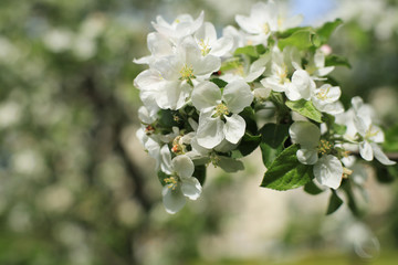 White flowers Apple trees in the spring, nature