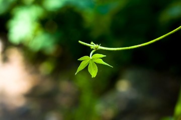 The image of beautiful nature in Asia