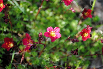 Obraz premium Saxifraga Arendsii-Hybride