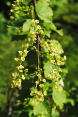 bl&uuml;hender johannisbeerenstrauch