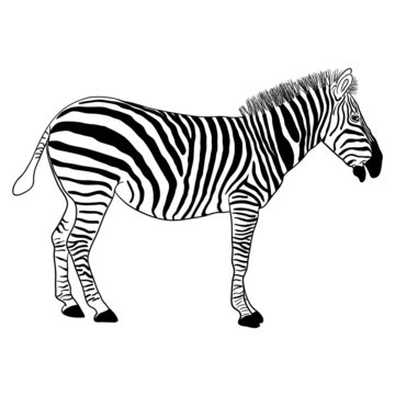 Zebra, vector format