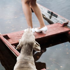 Hundephobie