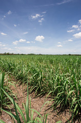 sugarcane farm with blue sky