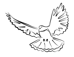 simple black outline of a dove