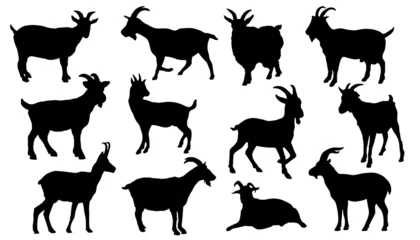 Fotobehang goat silhouettes © jan stopka