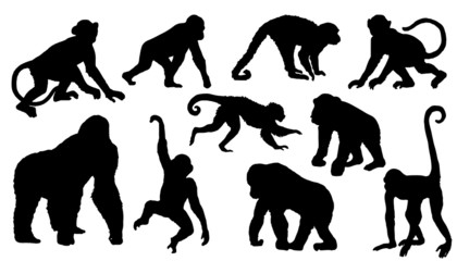 Obraz premium sylwetki małpy