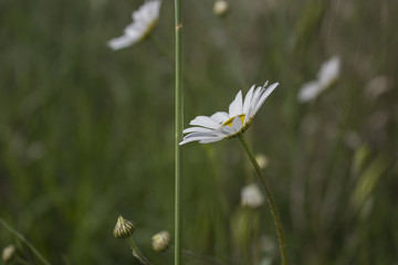 Daisies macro: bellis perennis © Vivida Photo PC