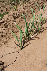 sugarcane farm with blue sky