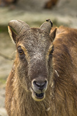 Eland antelope at Schoenbrunn park Zoo in Vienna