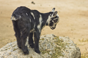 Wild dwarf goat at Schoenbrunn park Zoo in Vienna