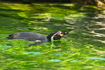 Humboldt penguin at Schoenbrunn park Zoo in Vienna