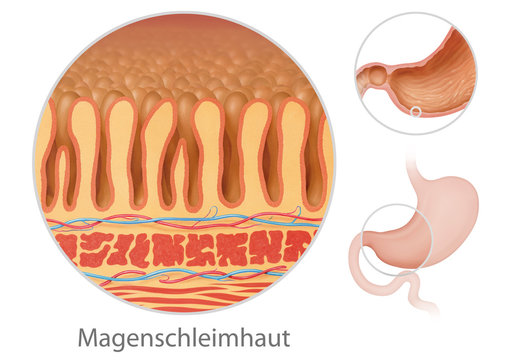 Magen - Schleimhaut mit Lupe