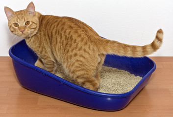 Obraz premium kitten in blue plastic litter cat