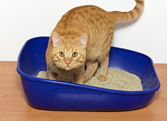 kitten in blue plastic litter cat