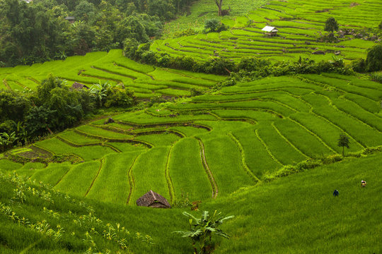 Rice fields on terraced of Mu Cang Chai, YenBai, Vietnam. Rice f